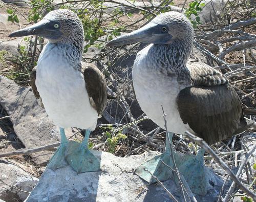 Boobies - image of blue-footed boobies