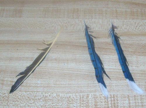 feathers - blue jay and I bleieve yellow finch feathers