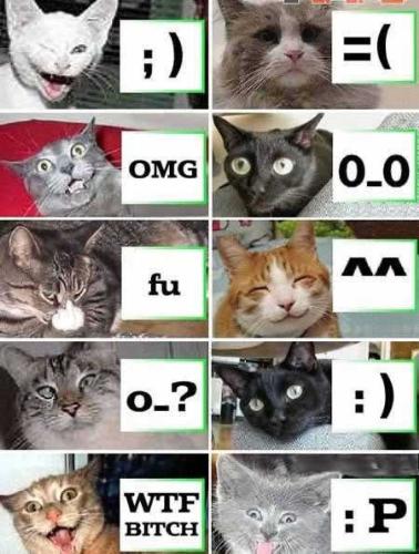 Cat Emoticons - dont miss to watch the photo