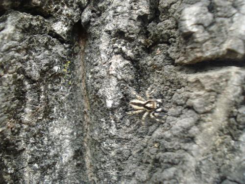A spider on tree bark - See a spider who has same combination of colours as its habitat. 