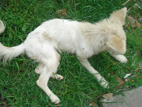 A puppy with nervous symptoms - A puppy with nervous symptoms needed help. It was adopted by an NGO, AWLH (animal welfare legaue of Himachal) in India that is now providing it the necessary care and help 