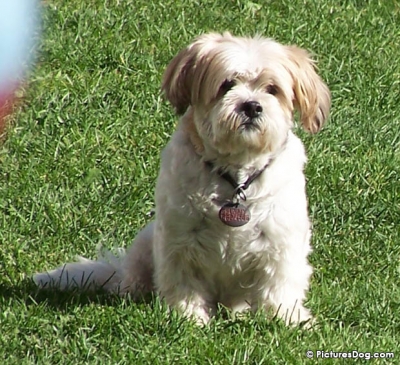 Dog - Cute dog.
