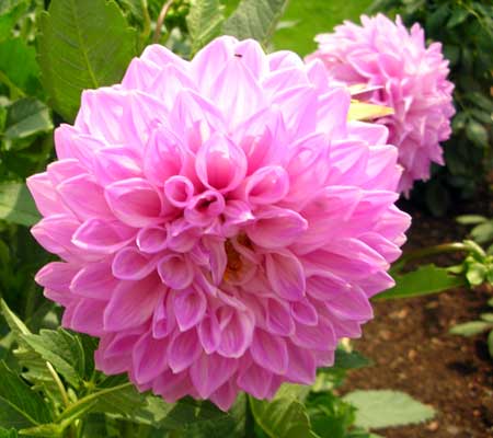flower - Dahlia flower.