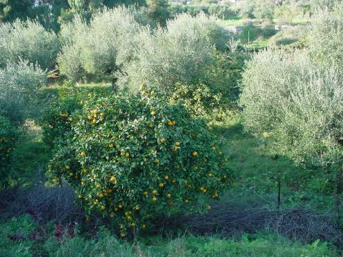 orange and olive trees,Greece - orange and olive trees, Greece