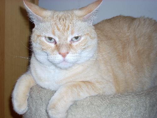 Bettis - This is my orange tabby cat. He is named after Jerome Bettis (aka The Bus) of the Pittsburgh Steelers. While he was a tiny kitten when he got that name, he sure has lived up to his namesake as he is now built like Garfield. This affectionate cat loves to give headbutts. Boy, am I glad I rescued him from the county shelter!