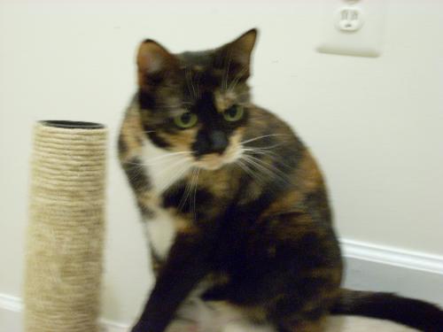 Kassie - This is my gorgeous 'reverse' calico, also known as a black calico. I adopted her as a kitten from a local rescue group called Janet's Rescues and Placements. She's a sweetheart and will lay down to sleep in your lap...when she's in the mood that is...typical cat, everything is on her schedule, not mine.
