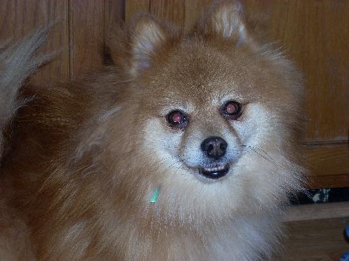 Todd - This is my mom's adorable pomeranian dog. He is also a rescue from a local group, Janet's Rescues & Placements. We were only going to foster him at first, but when he came to the house, he fit right in with both the cats & dogs. It was as if he'd always lived with us, so naturally we had to keep him! When we were deciding on a name, we looked at him and thought he had a 'fox-like' face, so we named him Todd, after Todd the fox in the 'Fox and the Hound' movie. This pint-sized pooch loves to be in people's laps, gets spoiled rotten, is definitely 'momma's dog', and will be your best friend if you rub his belly.