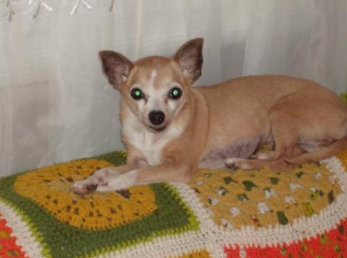 My Chihuahua Chipper - Just sitting on the back of the Couch.