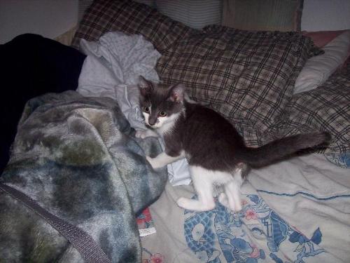 Raiden - Raiden on her fourth day home, mid-turn to attack the camera.