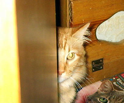 Peeking Tigger - Wondering if I'm getting the treats out yet.
