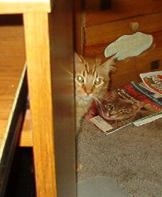 Is that the TREAT container I hear?  - yippieeeeeeeeeeeeeee....mom giving us treats.