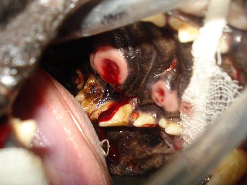 Holes in the palate of dog - Holes in the palate of dog, it was a very sick dog