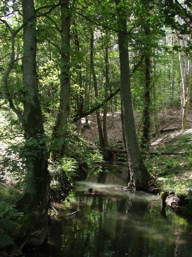 forest - forest walk