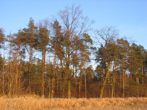 forest - forest walk