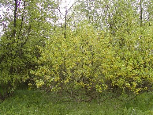 walking - daily walking in the forest preserve