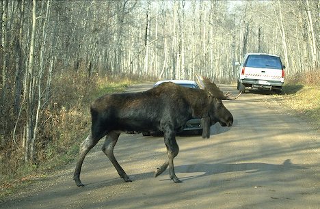 moose in the road - a couple moose and a couple cars that managed to avoid them
