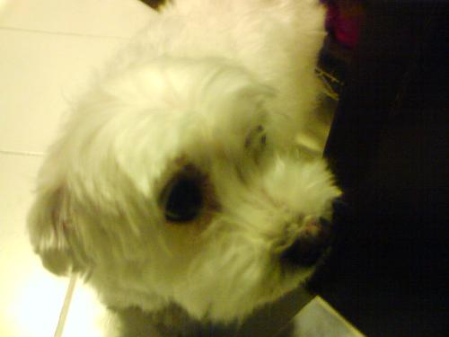 My cousin's dog - My cousin's maltese is very sweet.