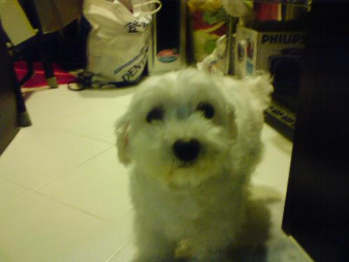My cousin's maltese - My cousin's maltese is very sweet.