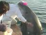 Dolphin - scuba divers with dolphin