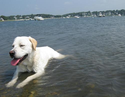 My dog is so hot! - I brought him to the beach last week, he couldn&#039;t wait to go to the water!