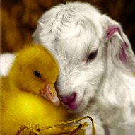 The Lamb Lies Down with the Chick