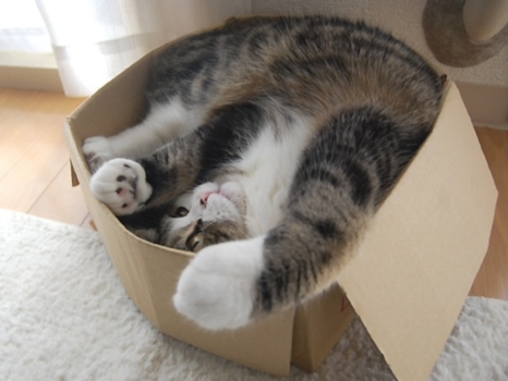 Maru - Maru playing in a box