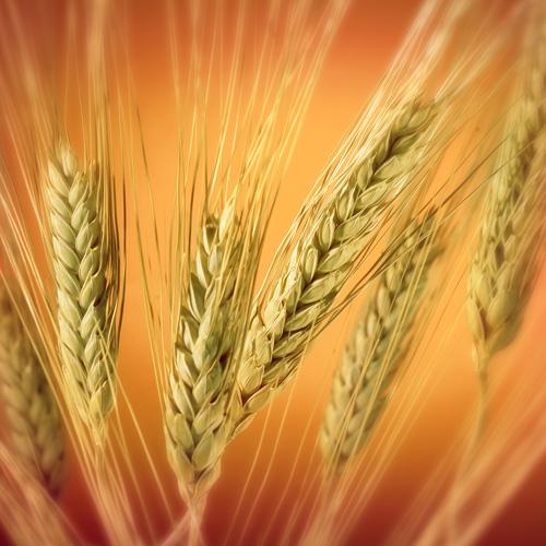 Wheat,crop - Wheat (Triticum spp.) is a worldwide cultivated grass from the Fertile Crescent regionof the Near East. In 2007 world production of wheat was 607 million ...making it the third most-produced cereal after maize (784 million tons) and rice (651 million tons).[2] Wheat grain is a staple food used to make flour for leavened, flat and steamed breads; biscuits, cookies, cakes, breakfast cereal, pasta, juice, noodlesand couscous;[3] and for fermentation to make beer,[4] alcohol, vodka,[5] or biofuel.[6] Wheat is planted to a limited extent as a forage crop for livestock,or as a construction material for roofing that Although wheat supplies much of the world's dietary protein and food supply,as many as one in every 100 to 200 people has Celiac disease, a condition which results from an immune system response to a protein found in wheat: gluten ... wheat is the major food we can use here