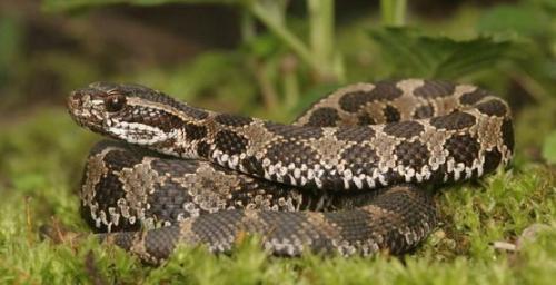 massasauga ratlesnake ontario canada - we are always careful when camping around the area where they are.