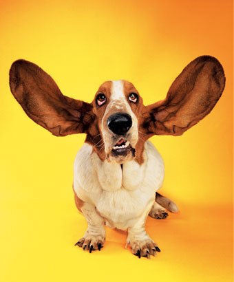 The doggy is a great listener - How can he not be a good listener when he has such big ears?