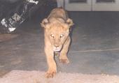 Nella  - Baby lioness coming at ya