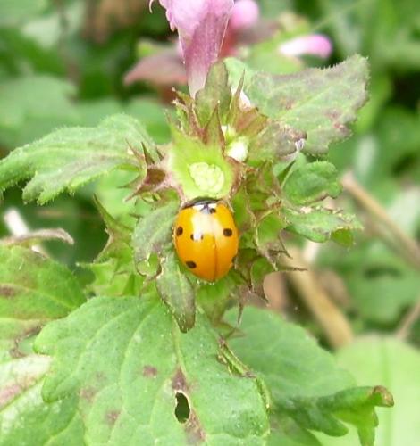 Ladybird - One of the many different types of ladybird in the UK. This one is not very exciting, but was the only one sitting still when I had my camera out!