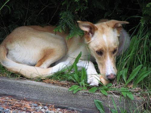 Abby - Abby is a Husky/English Pointer mix which came from a sled team.