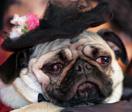 Cute pug - Pug wearing a hat to lie on the owner of the arms.