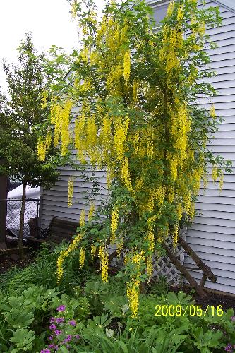 My favorite tree the lemon drop ! - It was a beautiful bloom this spring,and I take pictures of all my flowers and  trees .After all they need TLC ,weeding to have a happy yard to live in . Plus the cardinals love it,they are very easy to photograph against the yellow.