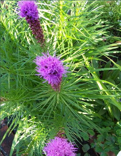 Not sure what its called - I love these flowers ! Its fat to watch them come to life from the bee's pulling out the purple string type strands that make the flower.Then the yellow finches love to eat it when it dies off.So I get the bloom and the birds.