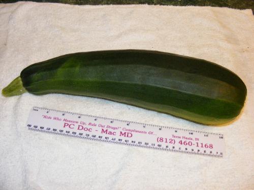 Zuchinni Found Among Yellow Squash - What a surprise! I found this big zuchinni among my yellow squash. I hadn't seen it growing there because I was always looking for yellow, and the big stems are all green. One day it was finally big enough that I noticed it. It gave us two loaves of bread, one we ate, the other we froze; slices for the freezer for soup this winter, and slices we ate.