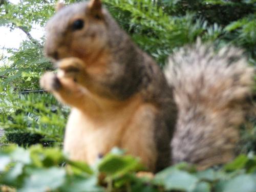 Peanut Squirrel - Here is a closeup of Peanut eating his favorite snack, peanuts.