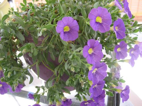 One of my plants - I write a gardening blog because it helps me keep track of my planting experiments and it lets my friends know I'm still alive because even when I'm too busy to do anything else, I love to publish things there. 