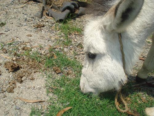 Blind baby equine - This baby equine was rescued by a group AWLH in Kullu, India. They are rearing not only this one but many such helpless animals and they need help. Can anyone suggest where should they seek help?
