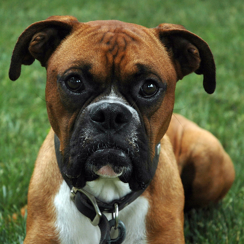 Adorable dog. - Look at this adorable boxer. Isn't he sooo cute???