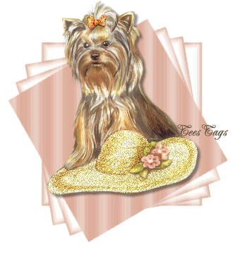 Pet Yorkie - Mans Best Friend