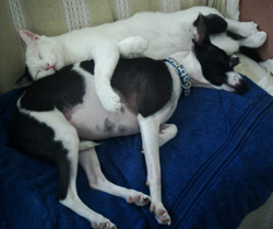 Tasha & Salty - Together forever!