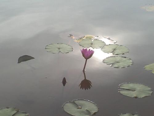 Lotus - This flower is at Tasik Pandan.