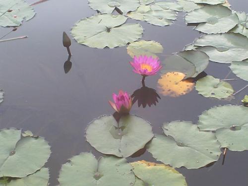 Lotus - Also at Tasik Pandan.