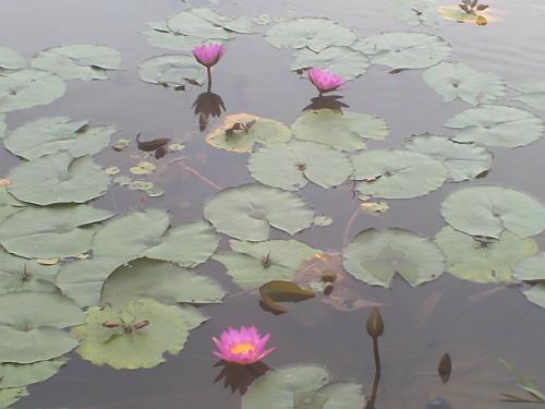Lotus - Another lotus for the album.