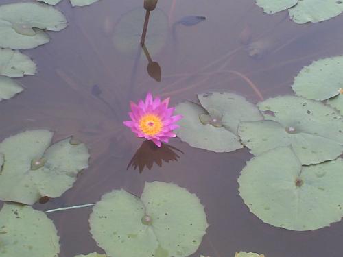 Lotus - Another lotus for the album.