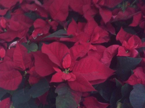 Bougainvillea - Beautiful flowers.