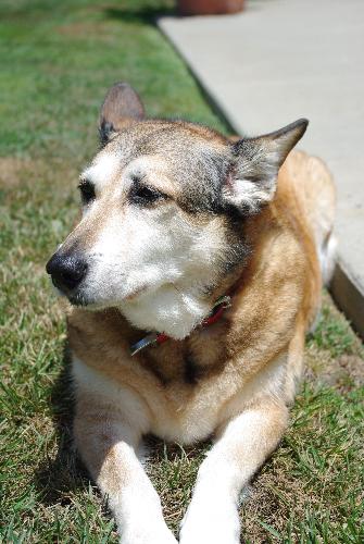 Sandy - Sandy, a rescued corgi-mix