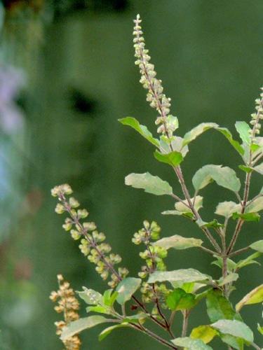 Tulsi plant - Tulsi or Basil Plant