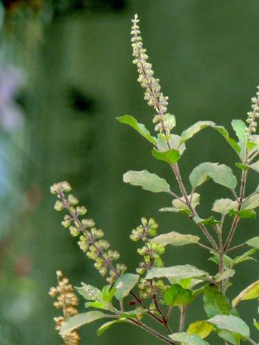 Tulsi - Tulsi or Basil Plant
